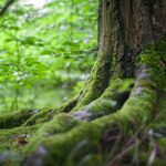 Excursión a un árbol singular de la Sierra de Guadarrama