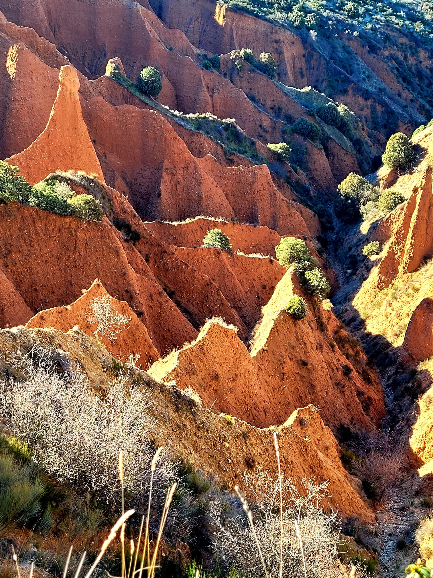 Salida a las Cárcavas del Pontón de la Oliva.